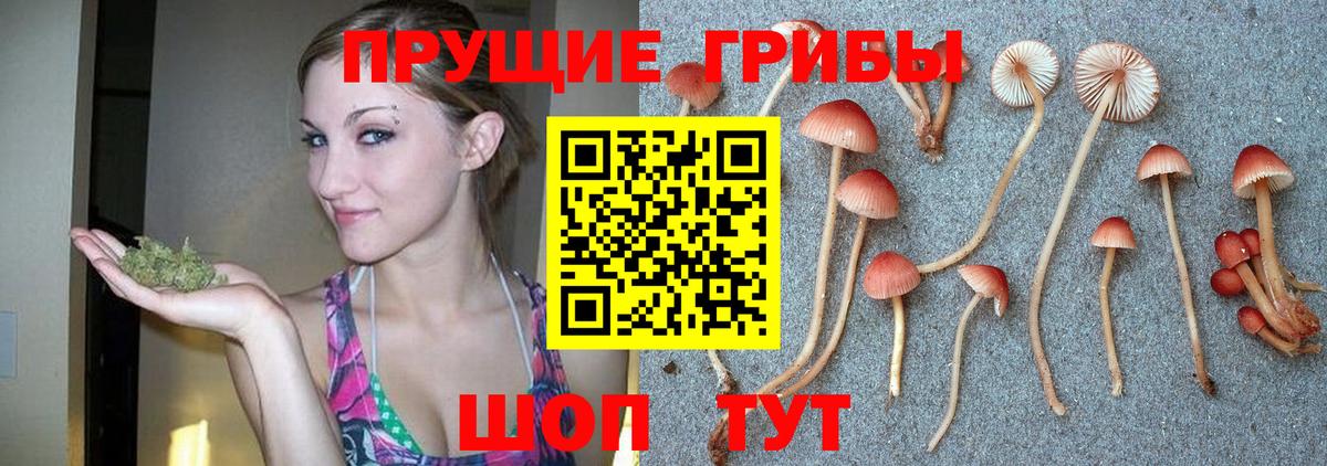 Псилоцибиновые грибы MAGIC MUSHROOMS  Вход с VPN  Нижний Новгород 